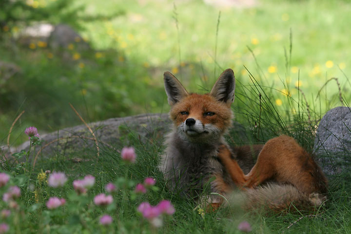 il Gran Paradiso e i suoi animali